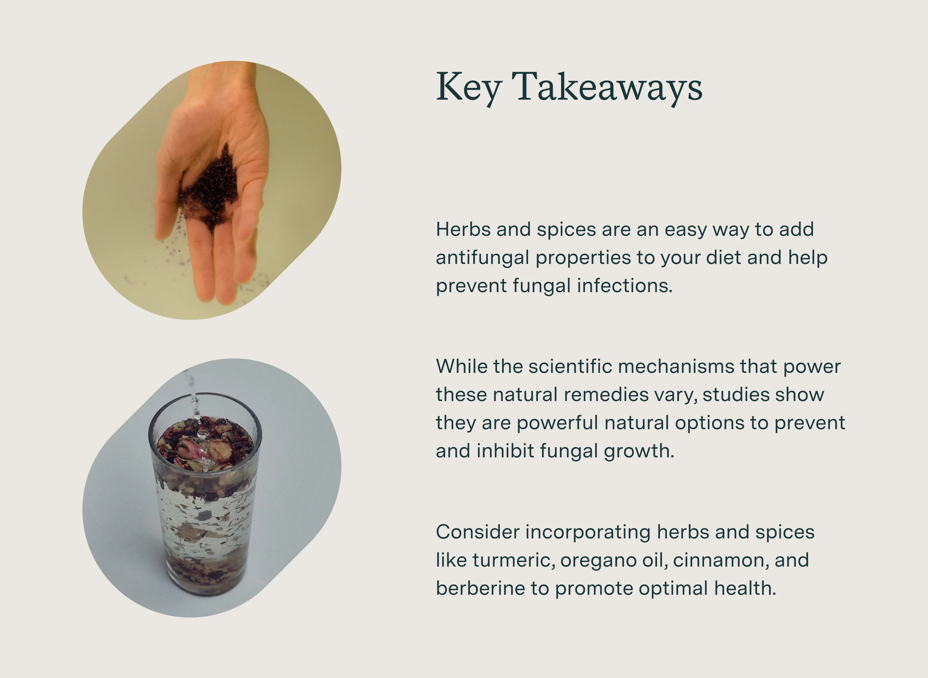 antifungal herbs and supplements key takeaways infographic